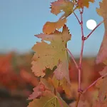 Szálloda Torremilanos Aranda de Duero