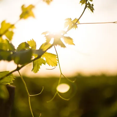 Torremilanos Hotel Aranda de Duero