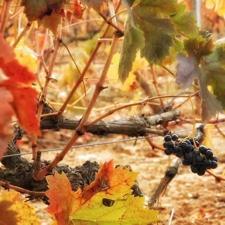 Torremilanos 4* Aranda de Duero