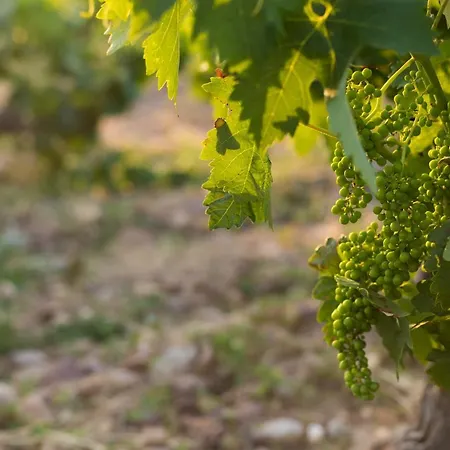 Torremilanos Aranda de Duero