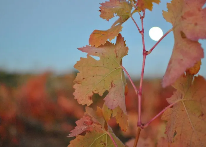 Отель Torremilanos Аранда-де-Дуэро